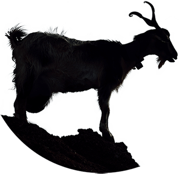 Alt Text